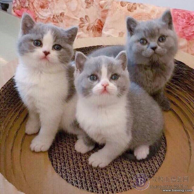 【玲珑国际猫舍】——英短蓝猫 蓝白 渐层 折耳种类